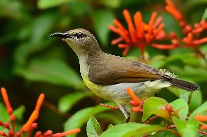 Purple rumped Sunbird