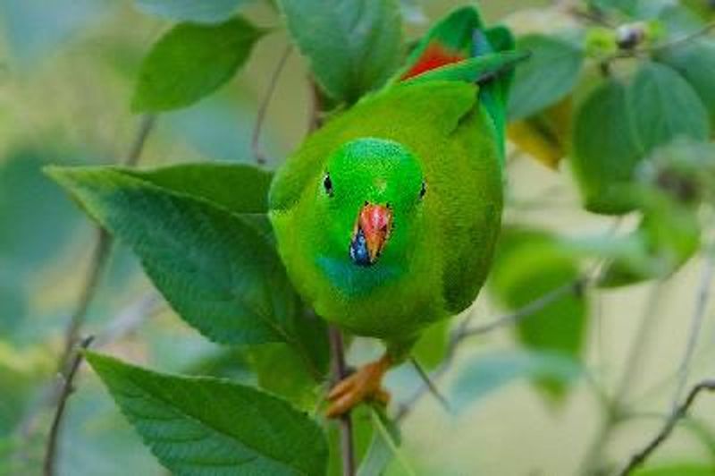 Vernal Hanging Parrot