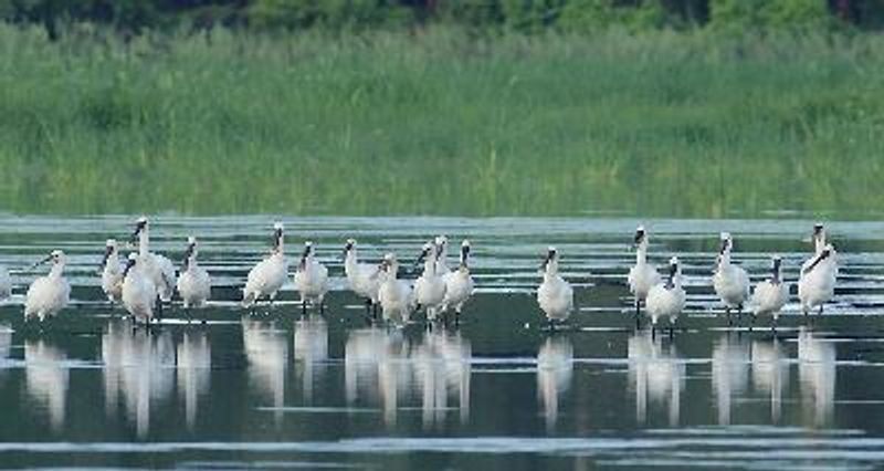 Eurasian Spoonbill