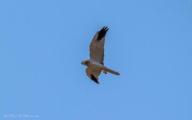 Pallid Harrier