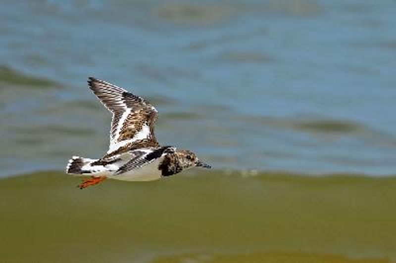 Ruddy Turnstone