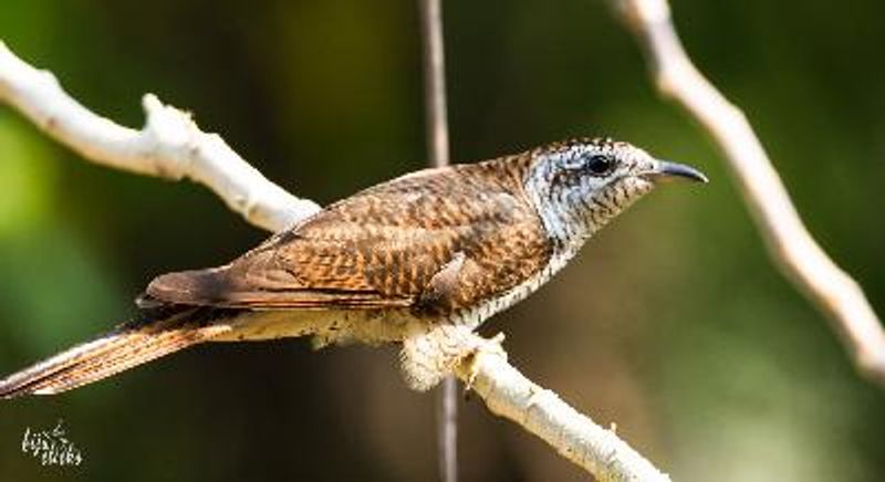 Banded Bay Cuckoo