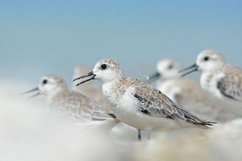 Sanderling