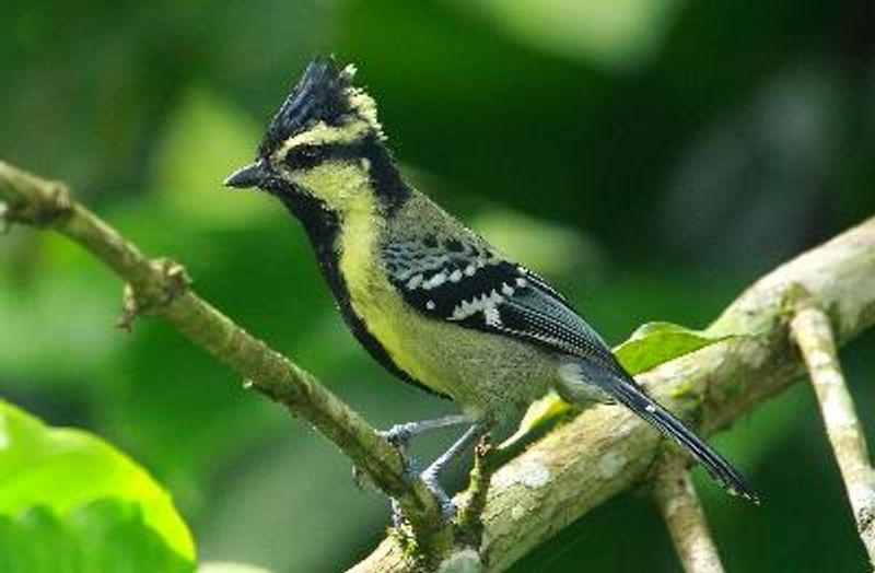 Black lored Tit