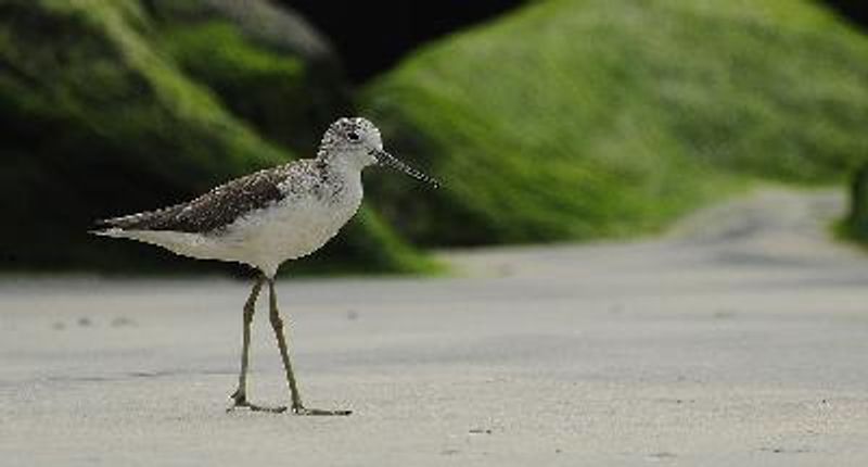 Common Greenshank