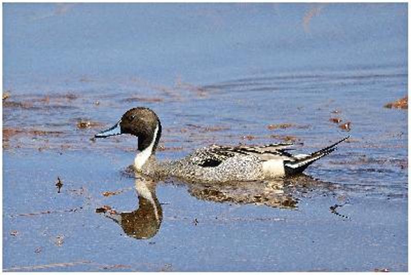 Northern Pintail