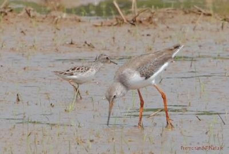 Long toed Stint