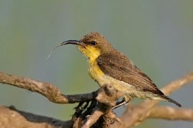 Purple Sunbird
