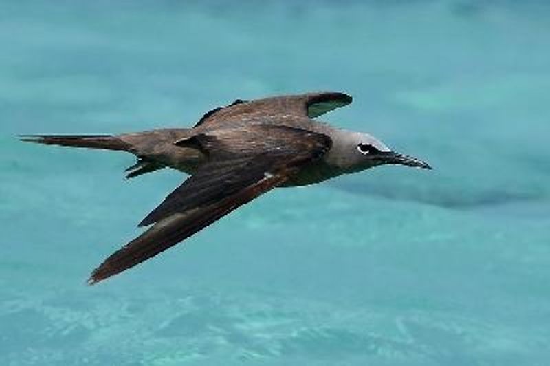 Brown Noddy