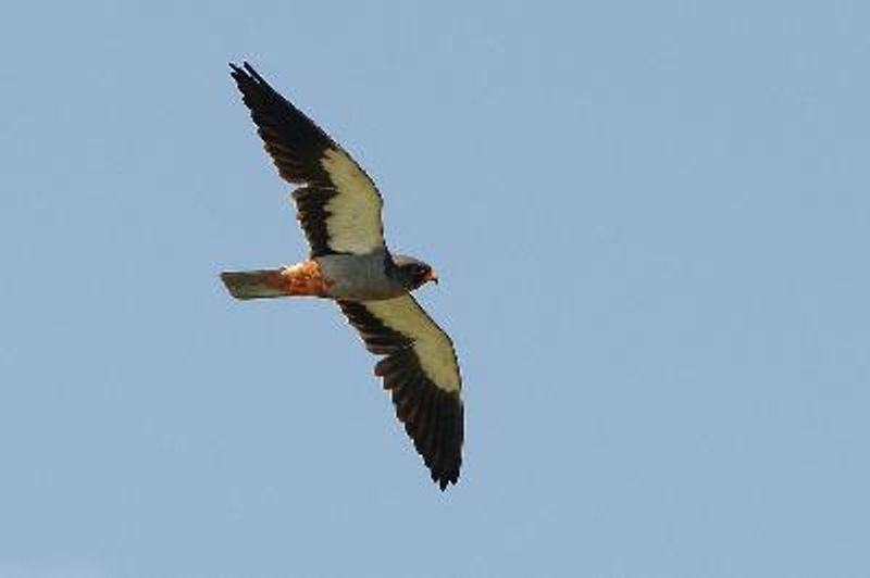 Amur Falcon