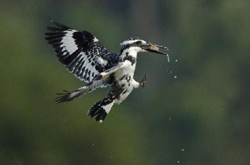 Pied Kingfisher