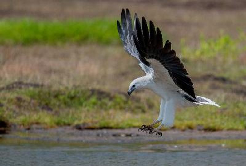 White bellied Sea Eagle