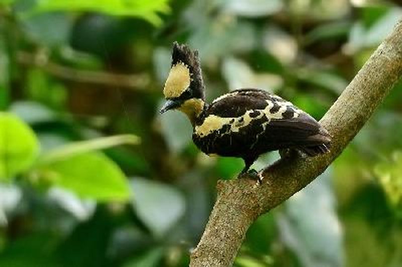 Heart spotted Woodpecker