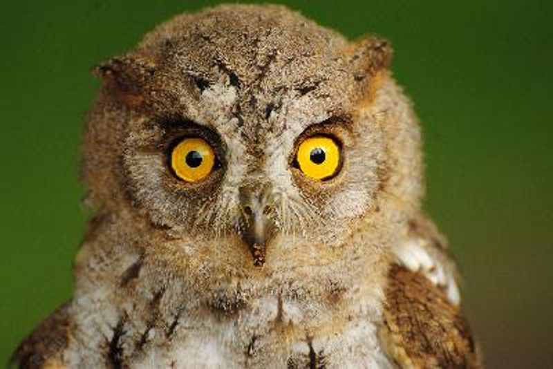 Indian Scops Owl
