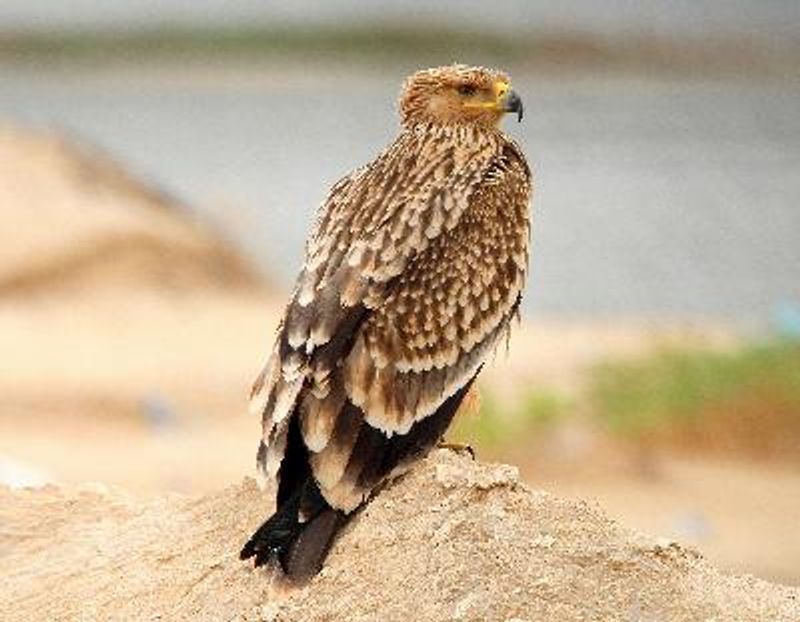 Eastern Imperial Eagle