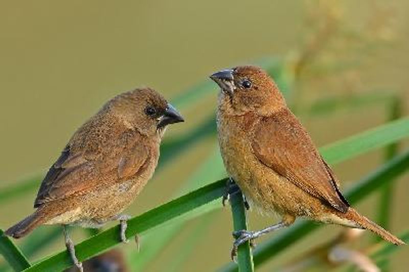 Scaly breasted Munia