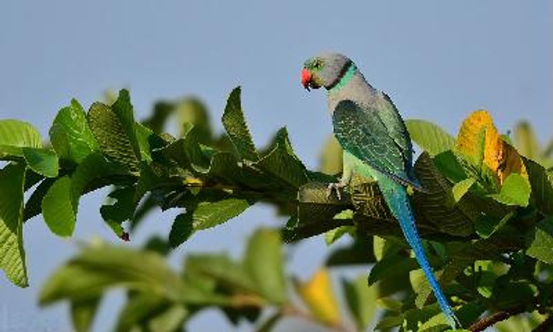 Malabar Parakeet