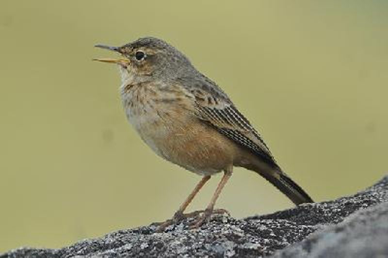 Long billed Pipit