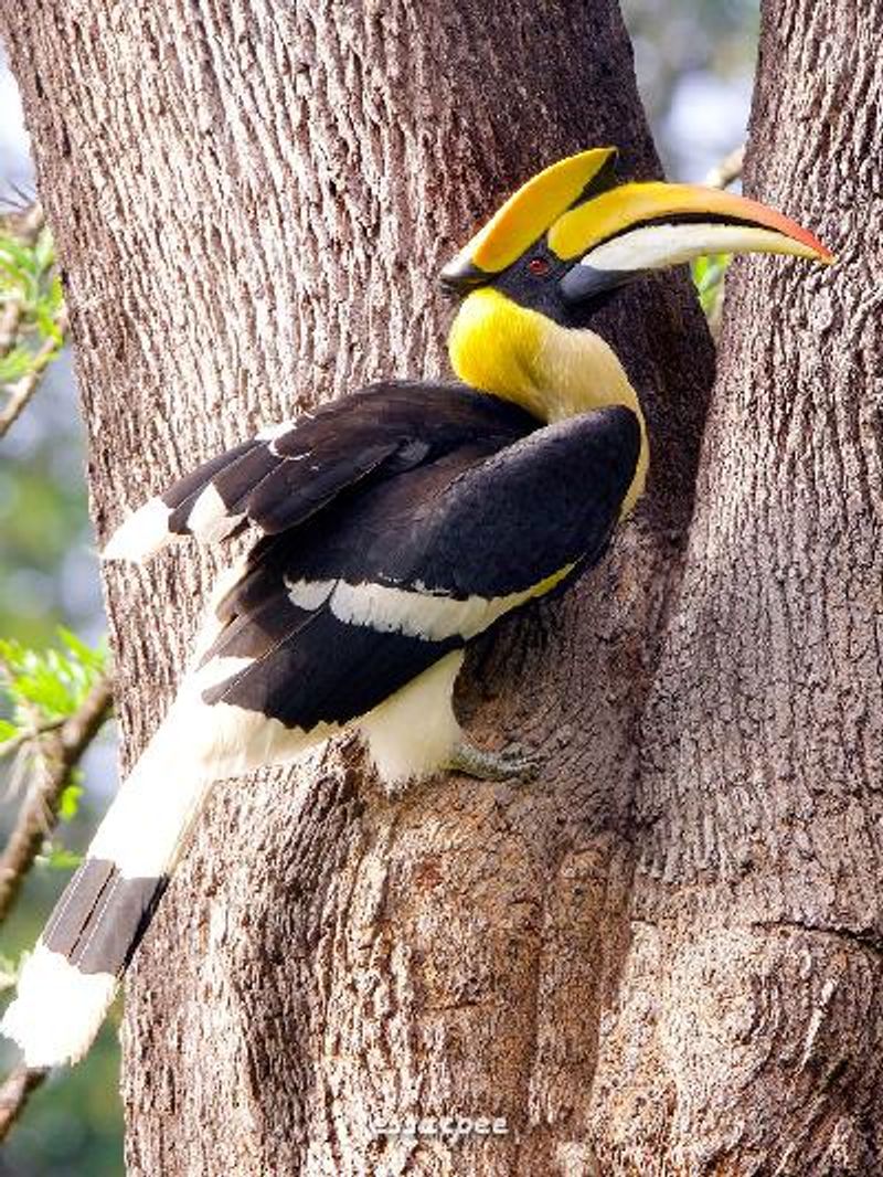 Great Hornbill