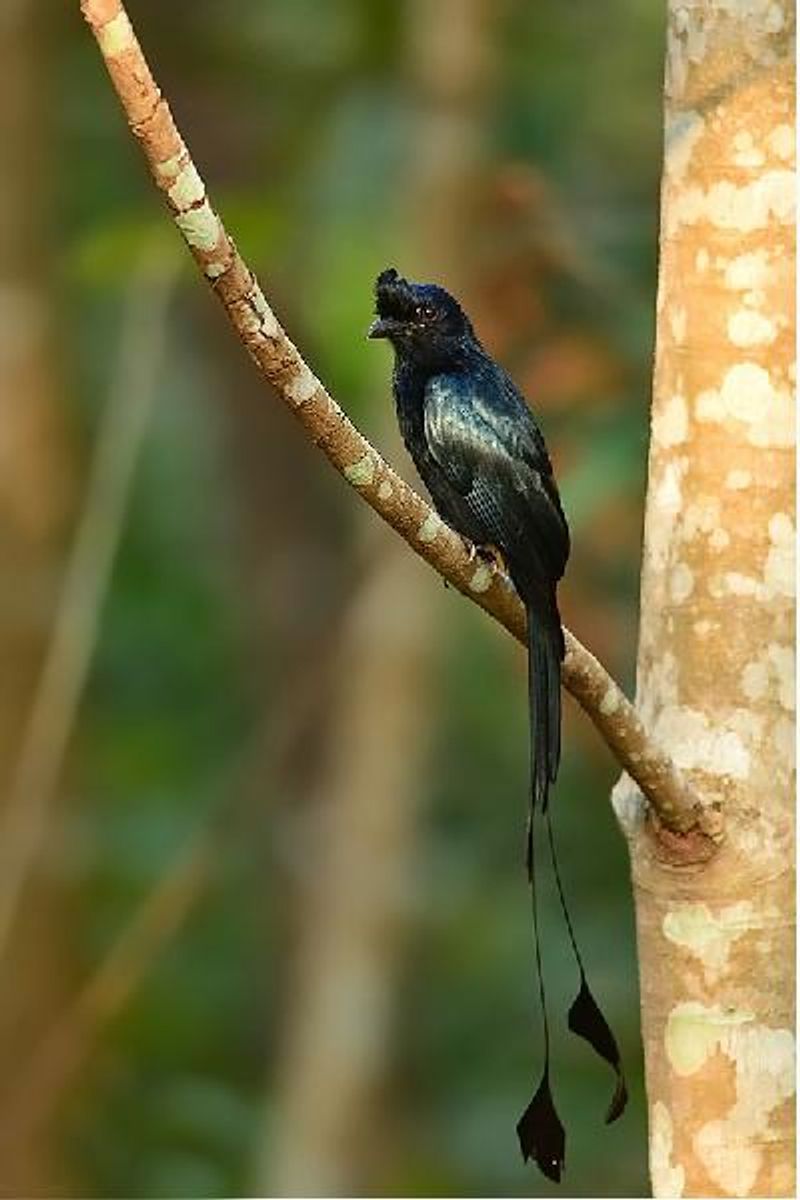 Greater Racket tailed Drongo