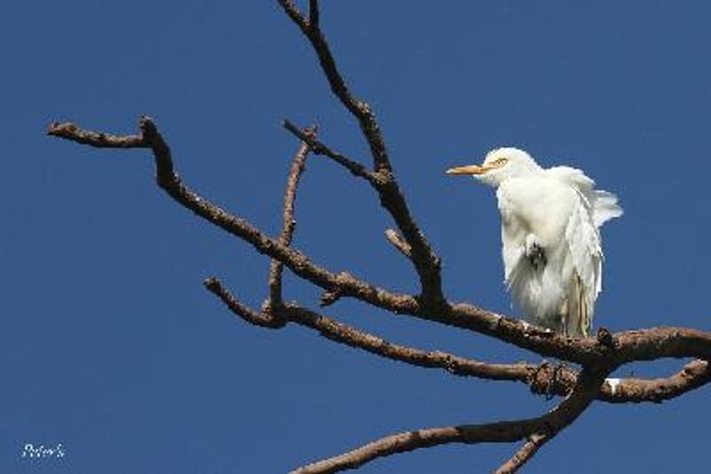 Cattle Egret