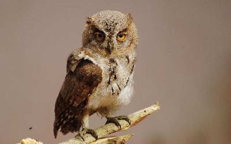 Indian Scops Owl