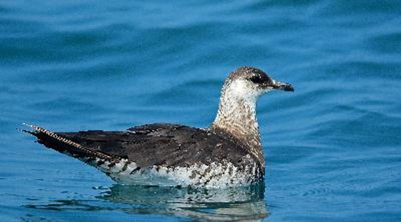 Arctic Skua