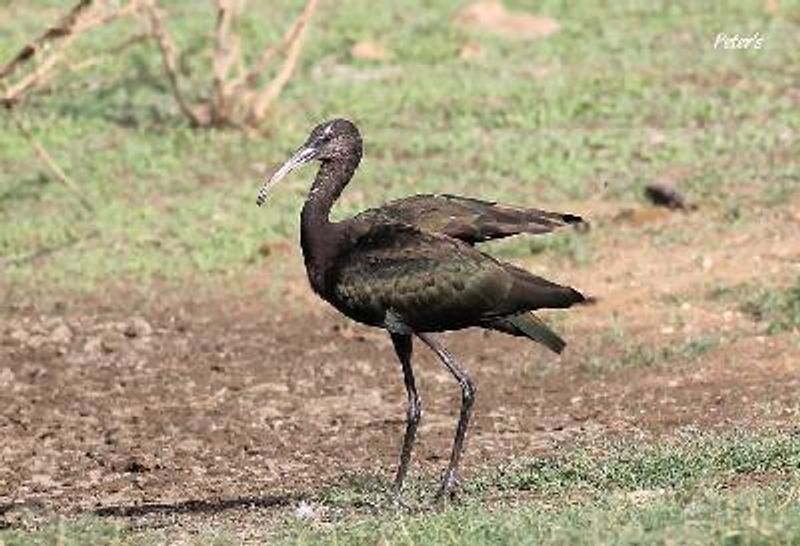 Glossy Ibis