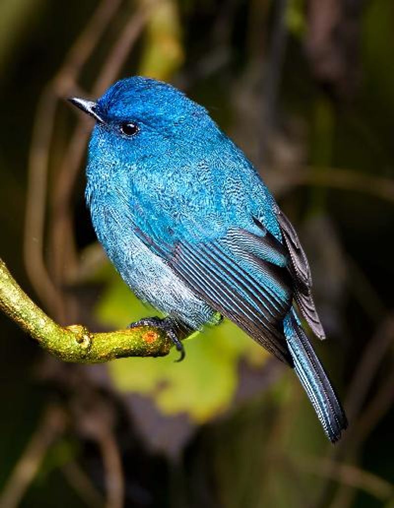 Nilgiri Flycatcher