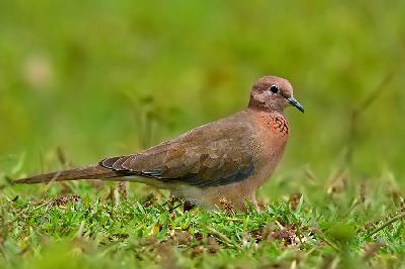 Laughing Dove