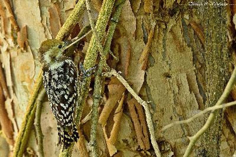 Yellow crowned Woodpecker