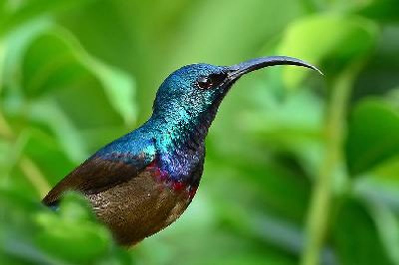 Loten's Sunbird