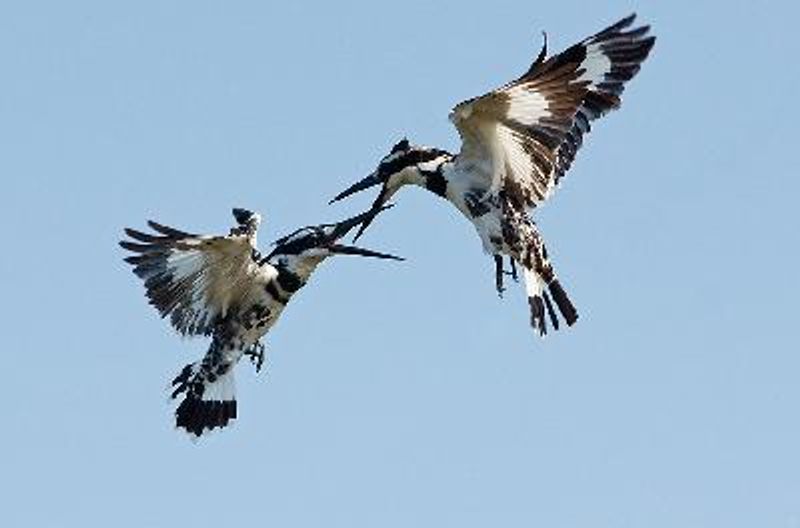 Pied Kingfisher