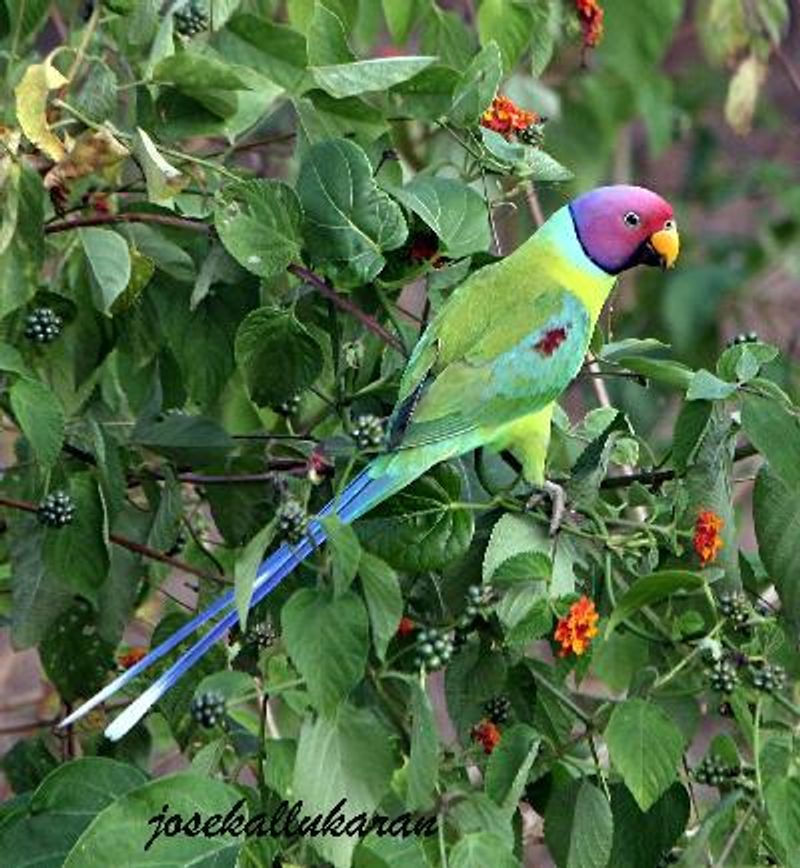 Plum headed Parakeet