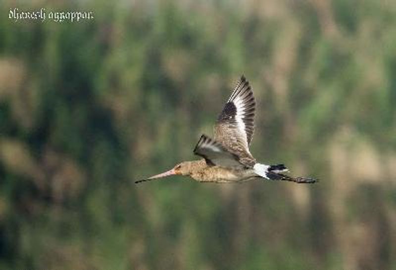 Black tailed Godwit