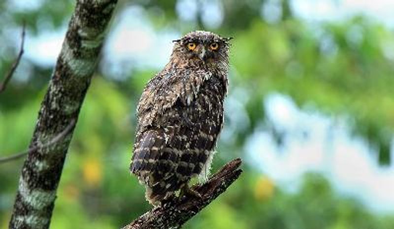 Brown Fish Owl