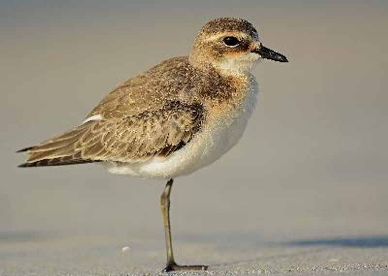 Lesser Sand Plover