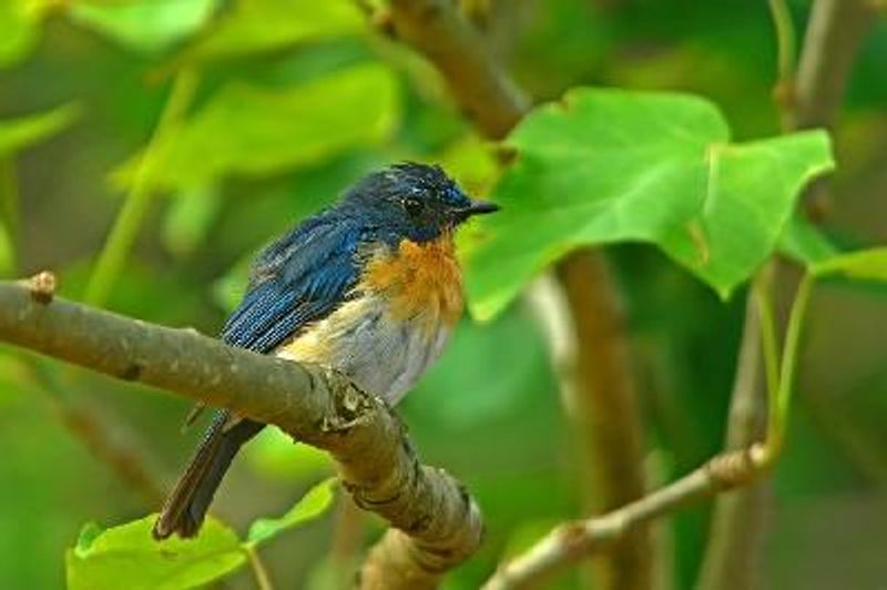 Tickell's Blue Flycatcher
