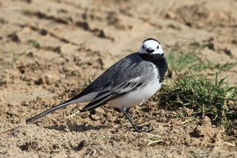 White Wagtail