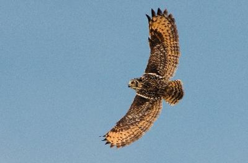 Indian Eagle Owl