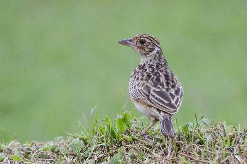 Jerdon's BushLark