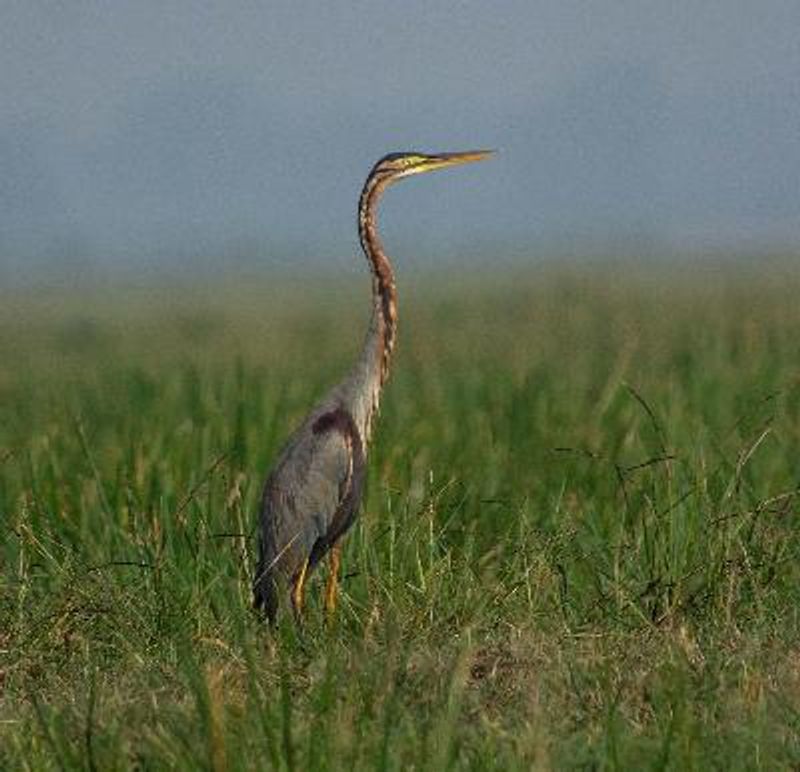 Purple Heron