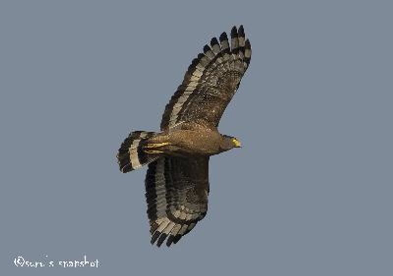 Crested Serpent Eagle