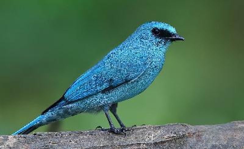 Verditer Flycatcher