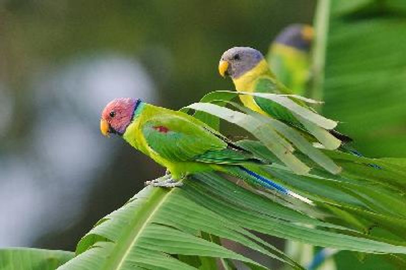 Plum headed Parakeet