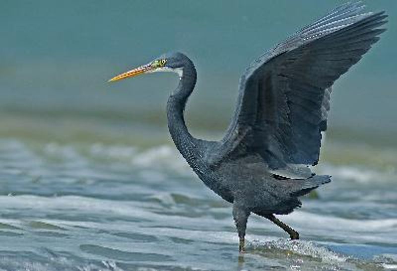 Western Reef Egret