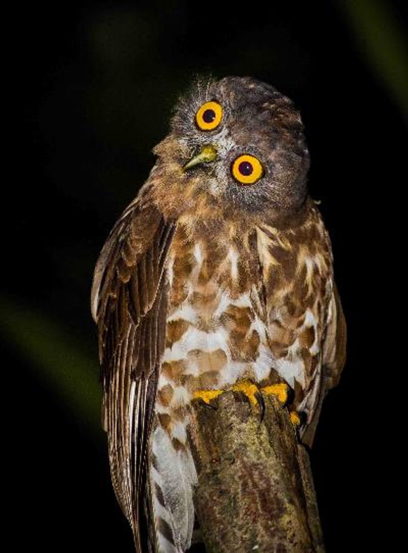 Brown Hawk Owl