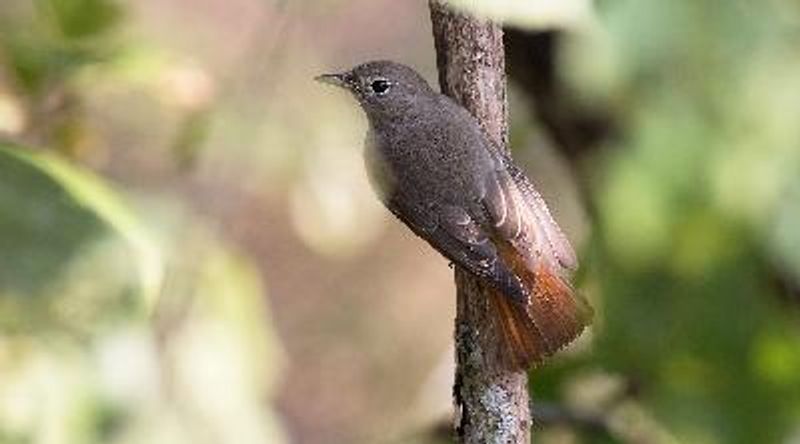 Rusty tailed Flycatcher