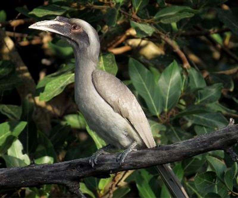 Indian Grey Hornbill