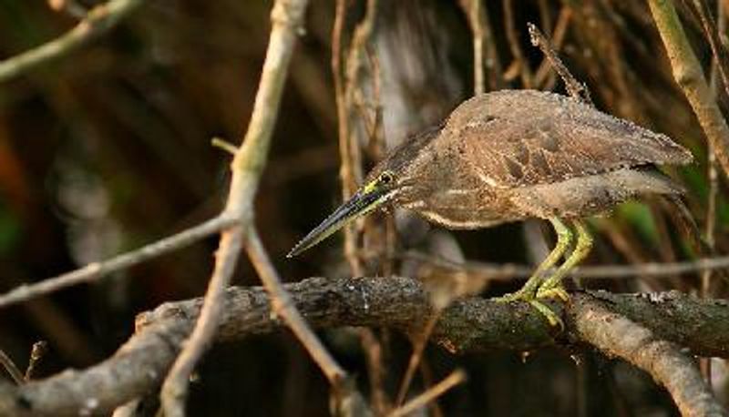 Striated Heron